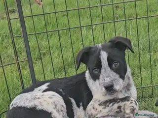 Mixed Breed dogs AUSTRALIAN CATTLE DOG X COLLIE PUPPIES - Advert 4