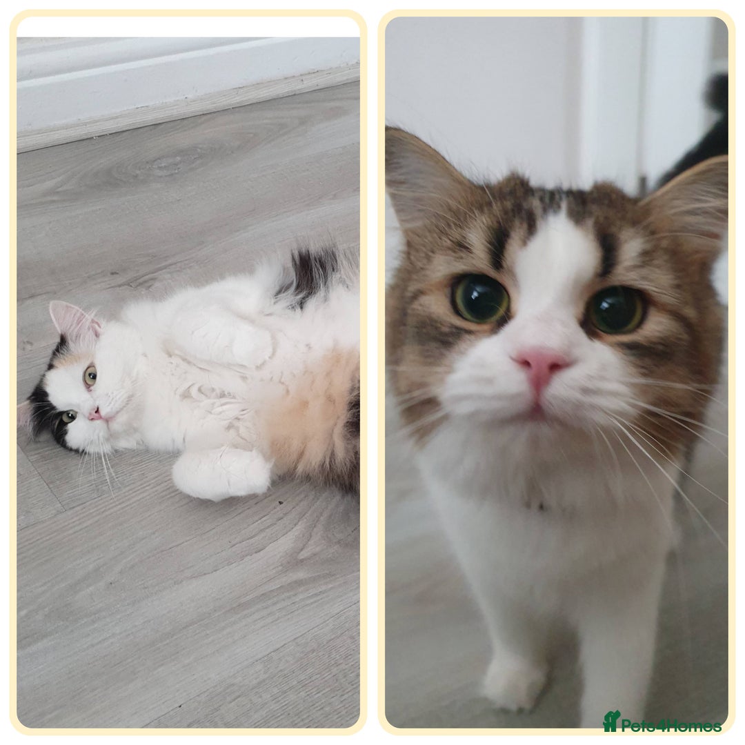 Mixed Breed cats for sale: Mixed breed kittens  - Image 10