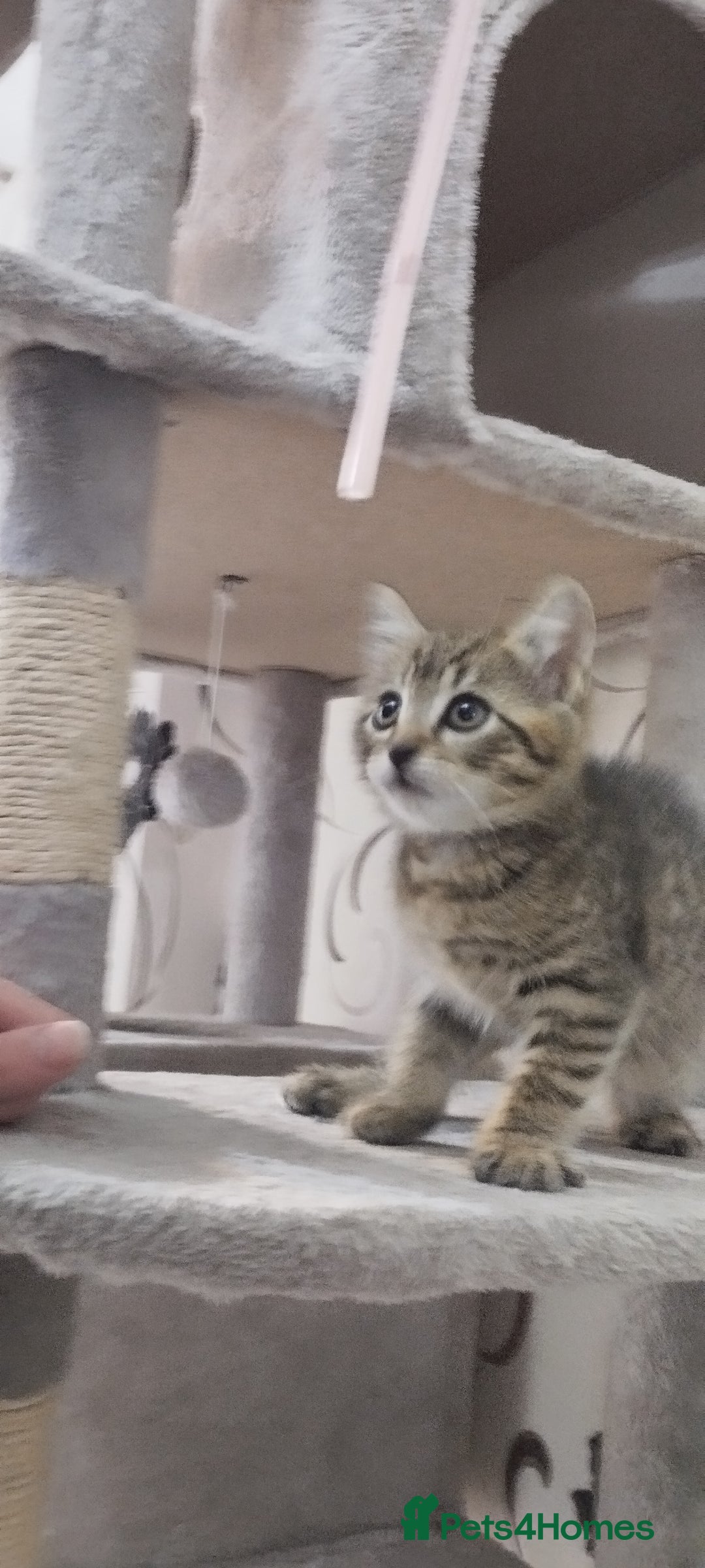 British Shorthair cats for sale: Lovely cute kittens search new homes  - Advert 3