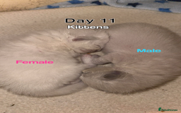 Ragdoll cats for sale: Ragdoll Cats And Kittens. (description) - Image 4