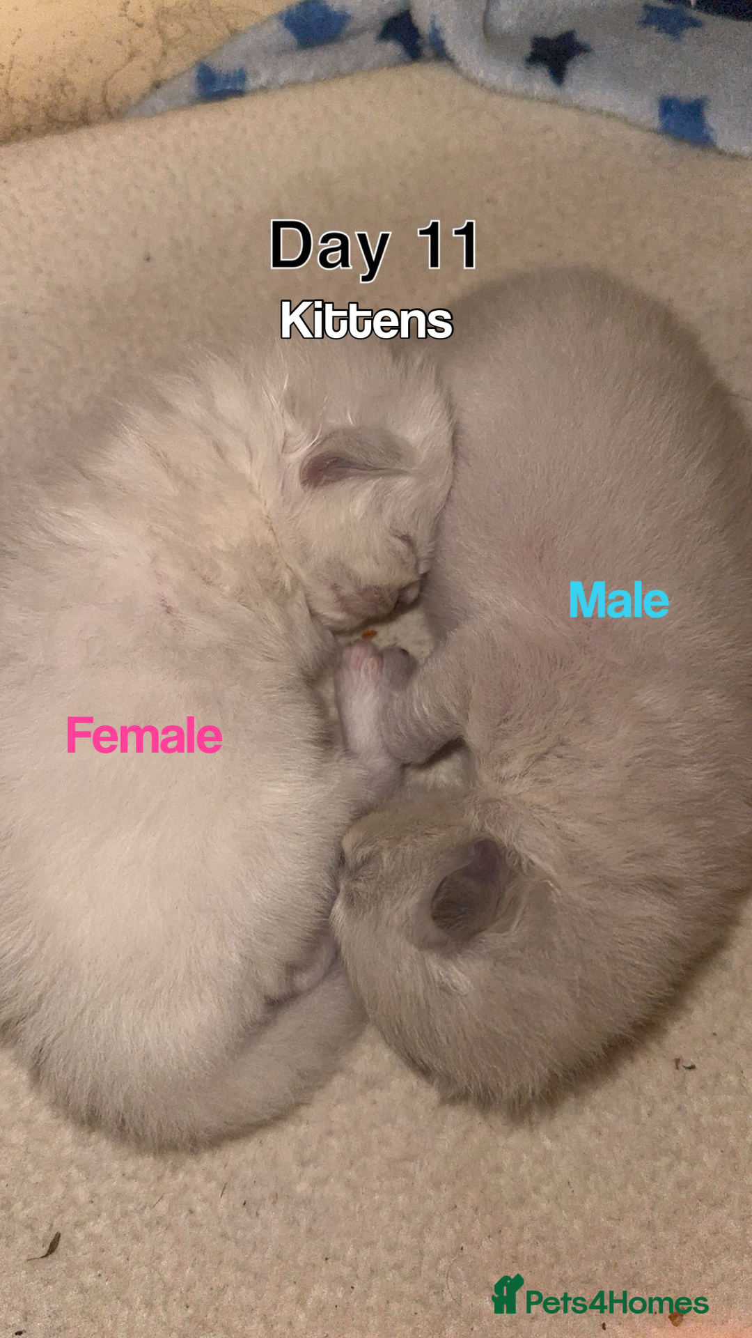 Ragdoll cats for sale: Ragdoll Cats And Kittens. (description) - Image 4