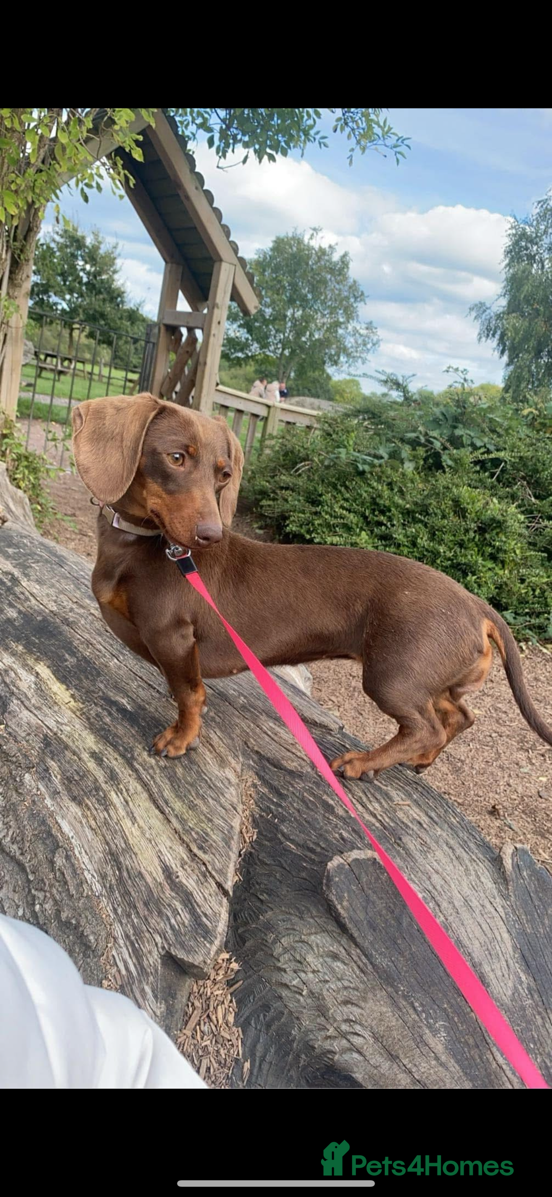 Miniature Dachshund dogs for sale: KC miniature Dachshunds  - Advert 1