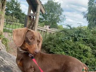 Miniature Dachshund dogs KC miniature Dachshunds - Advert 4