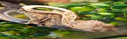 Gecko reptiles for sale: Stunning male crested gecko  - Advert 4