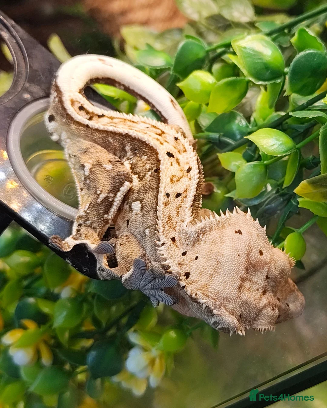Gecko reptiles for sale: Stunning male crested gecko  - Advert 4