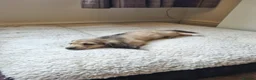 Miniature Dachshund dogs for sale: Gorgeous Long Haired Cream Miniature Dachshunds - Advert 4