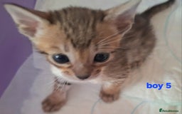 Savannah cats for sale: Savannah SBTF6 cubs with Serval traits stunning - Advert 22