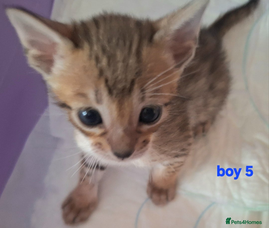 Savannah cats for sale: Savannah SBTF6 cubs with Serval traits stunning - Advert 22