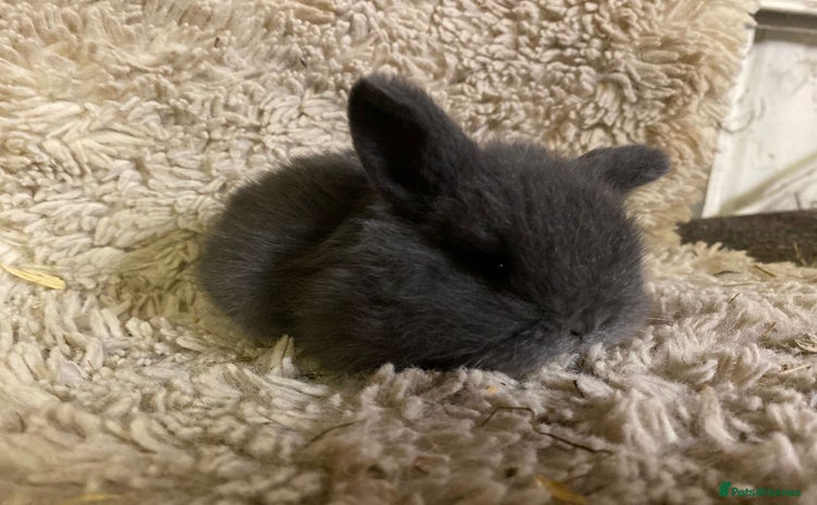 Mini Lop rabbits - Advert 18