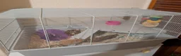 Hamster rodents for sale: Syrian Hamster + set up  - Advert 2