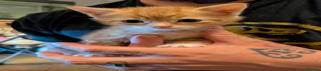 Tigger