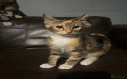 Mixed Breed cats for sale: 5 baby’s ready for there forever homes  - Image 17