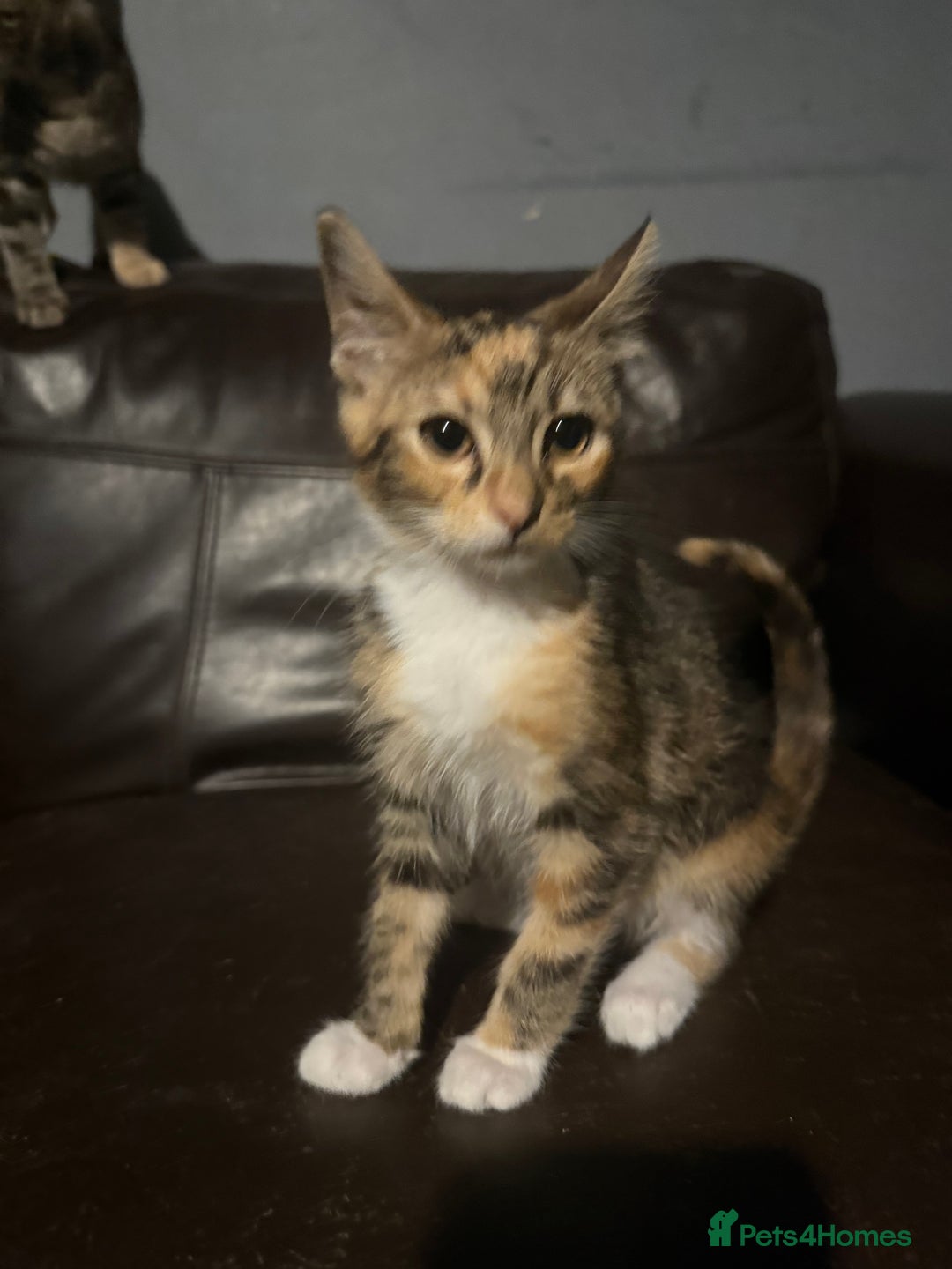 Mixed Breed cats for sale: 5 baby’s ready for there forever homes  - Image 17
