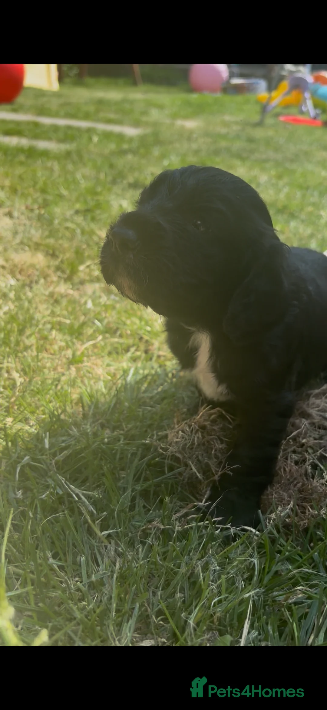 Cocker Spaniel dogs for sale: Working cocker spaniel puppies  - Advert 2