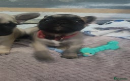 French Bulldog dogs for sale: French bulldog puppy  - Image 17