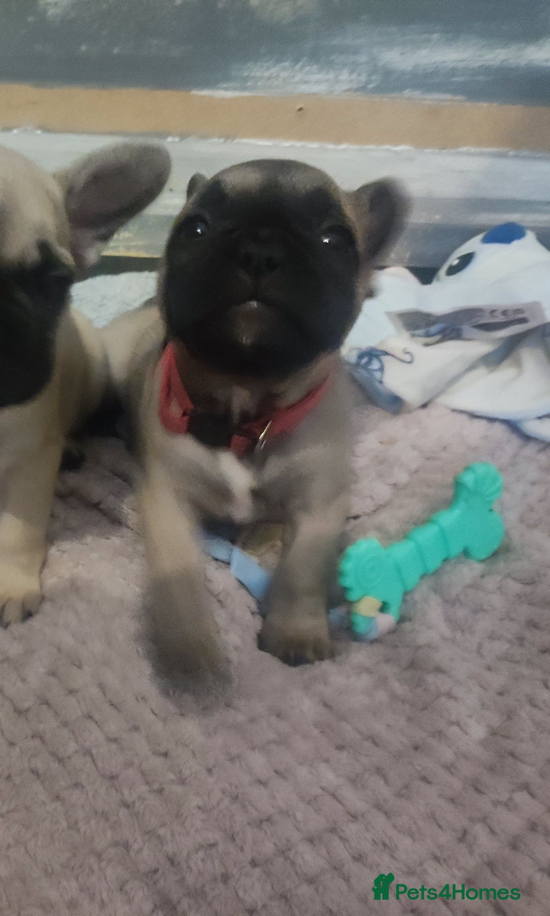 French Bulldog dogs for sale: French bulldog puppy  - Image 17