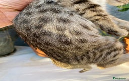 Savannah cats for sale: PDGREE BROWN SPOT  LOVIN SAVANNAH GIRL F5SBT - Image 9