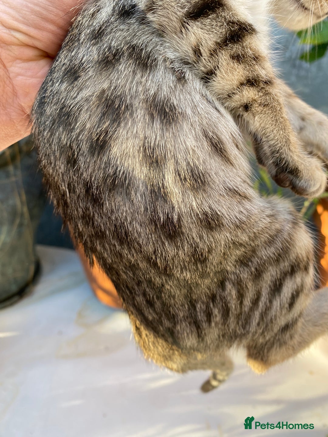 Savannah cats for sale: PDGREE BROWN SPOT  LOVIN SAVANNAH GIRL F5SBT - Image 9