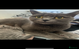 British Shorthair cats for sale: Beautiful British short hair cross kittens - Advert 7