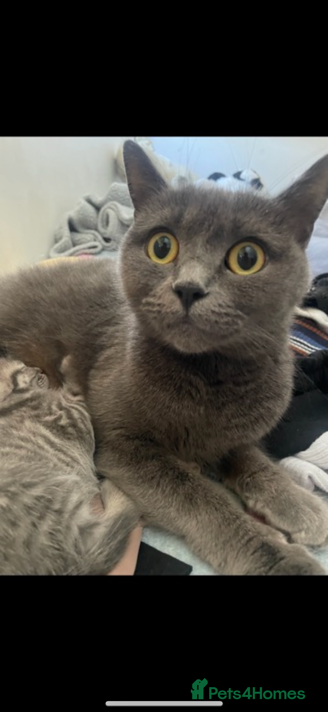 British Shorthair cats for sale: Beautiful British short hair cross kittens - Advert 7