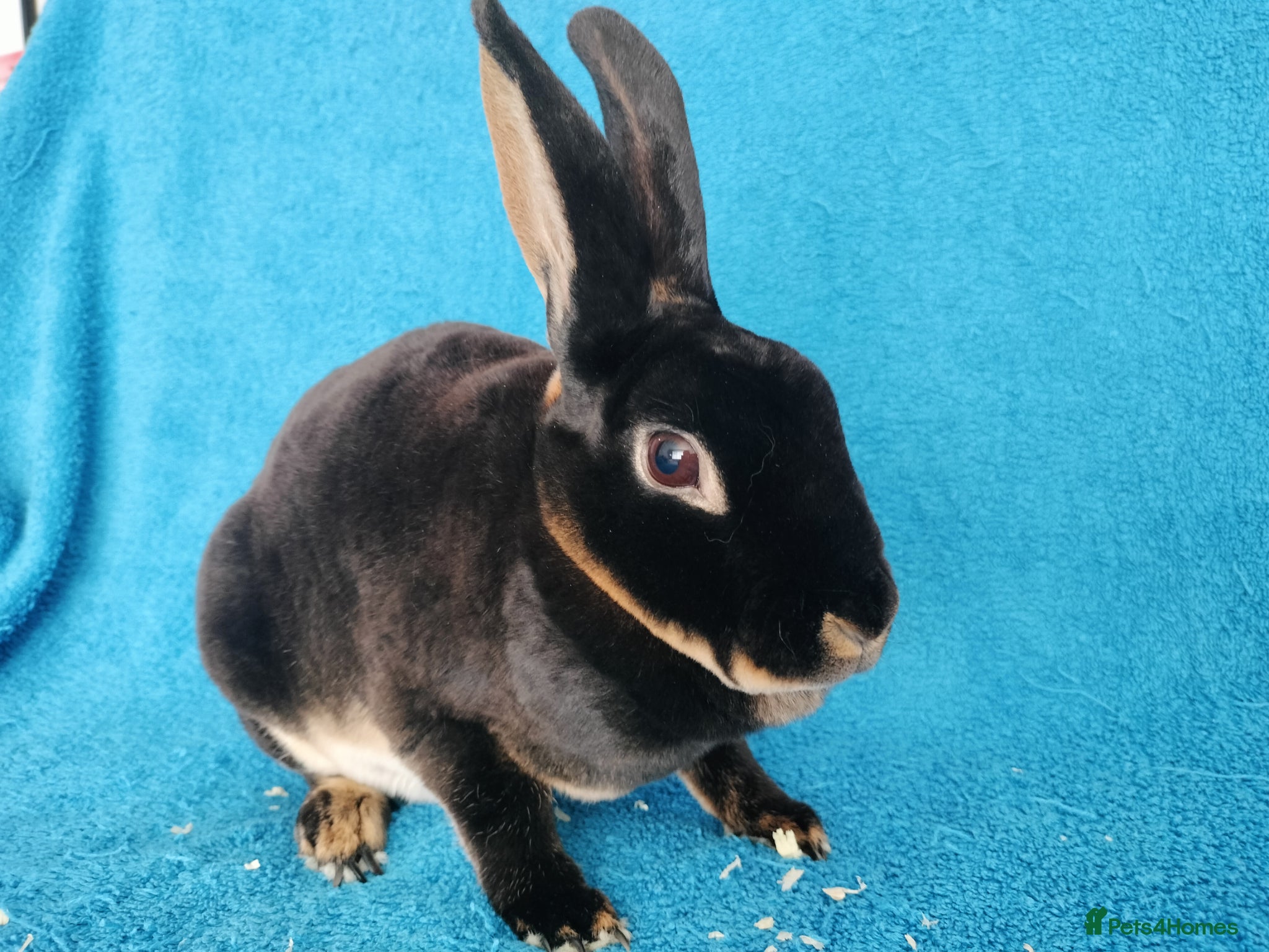 Rex rabbits Adult female mini rex for sale  - Advert 1
