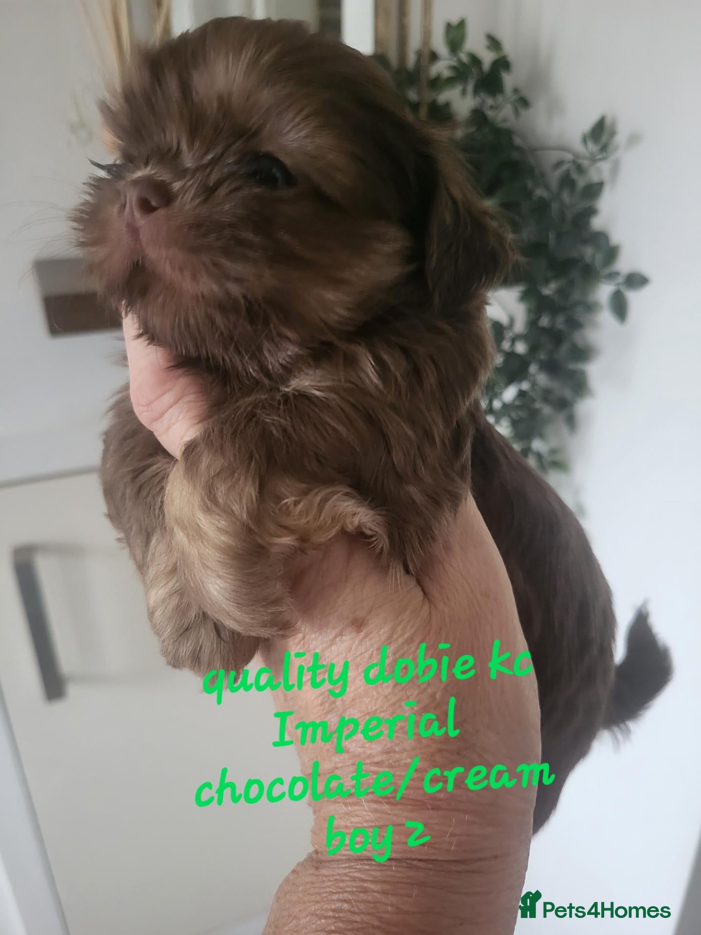 Shih Tzu dogs for sale: Quality dobie kc Imperial shih tzu  - Advert 16