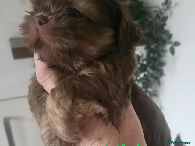 Shih Tzu dogs for sale: Quality dobie kc Imperial shih tzu - Advert 16