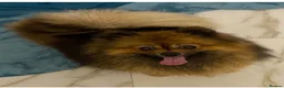 Pomeranian dogs for sale: Beautiful brown girl  - Advert 2