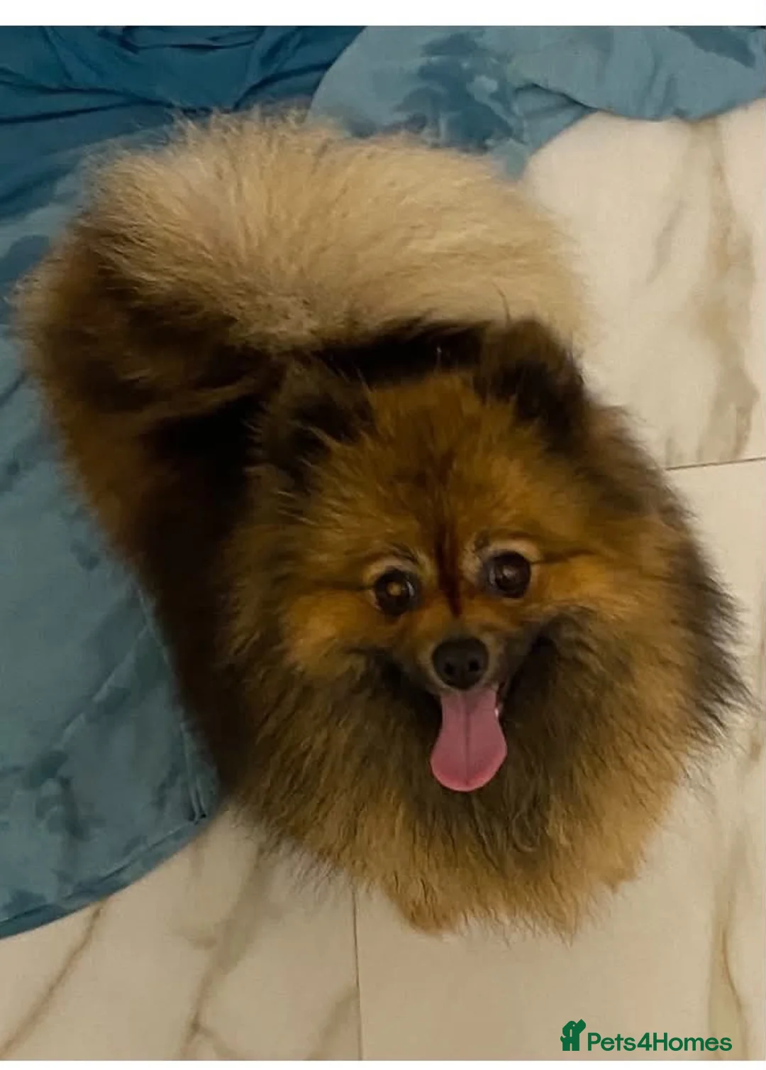 Pomeranian dogs for sale: Beautiful brown girl  - Advert 2