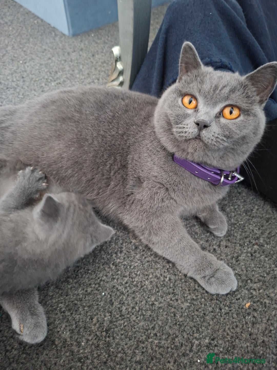 British Shorthair cats for sale: British blue kittens GCCF registered 🩷💜 - Advert 6