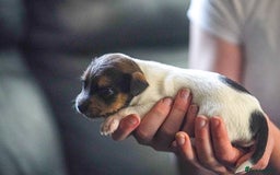 Parson Russell dogs for sale: KC quality health tested parson Russell terriers  - Image 1
