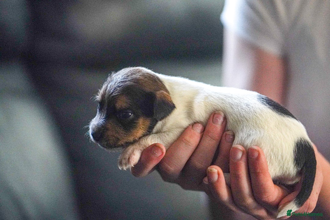 Parson Russell dogs for sale: KC quality health tested parson Russell terriers  - Image 1