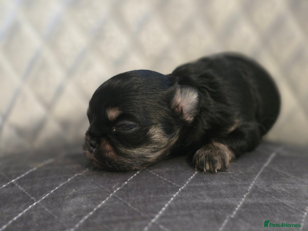 Chihuahua dogs for sale: Kc long haired chihuahua puppy  - Image 2