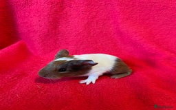Guinea Pig rodents for sale: Mixed guinea pigs for sale  - Image 5