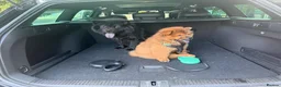 Chow Chow dogs for sale: Outstanding Red Chow Chow Boy – Ready Now ⭐ - Advert 6