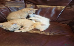 Mixed Breed cats for sale: Two ginger boys and one Flame point - Image 11