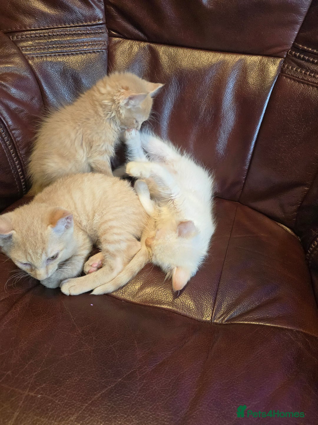 Mixed Breed cats for sale: Two ginger boys and one Flame point - Image 11
