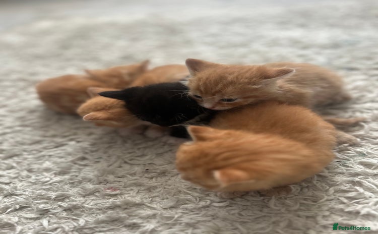 Maine Coon cats - Advert 11
