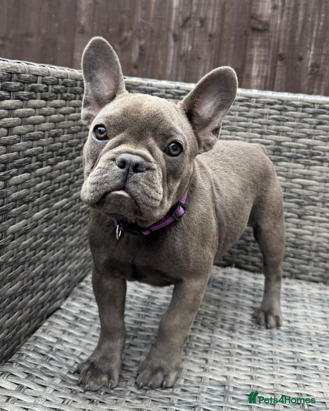 French Bulldog dogs for sale: French Bulldog Puppies with 3 Vaccines Included in Walton-on-Thames - Image 24
