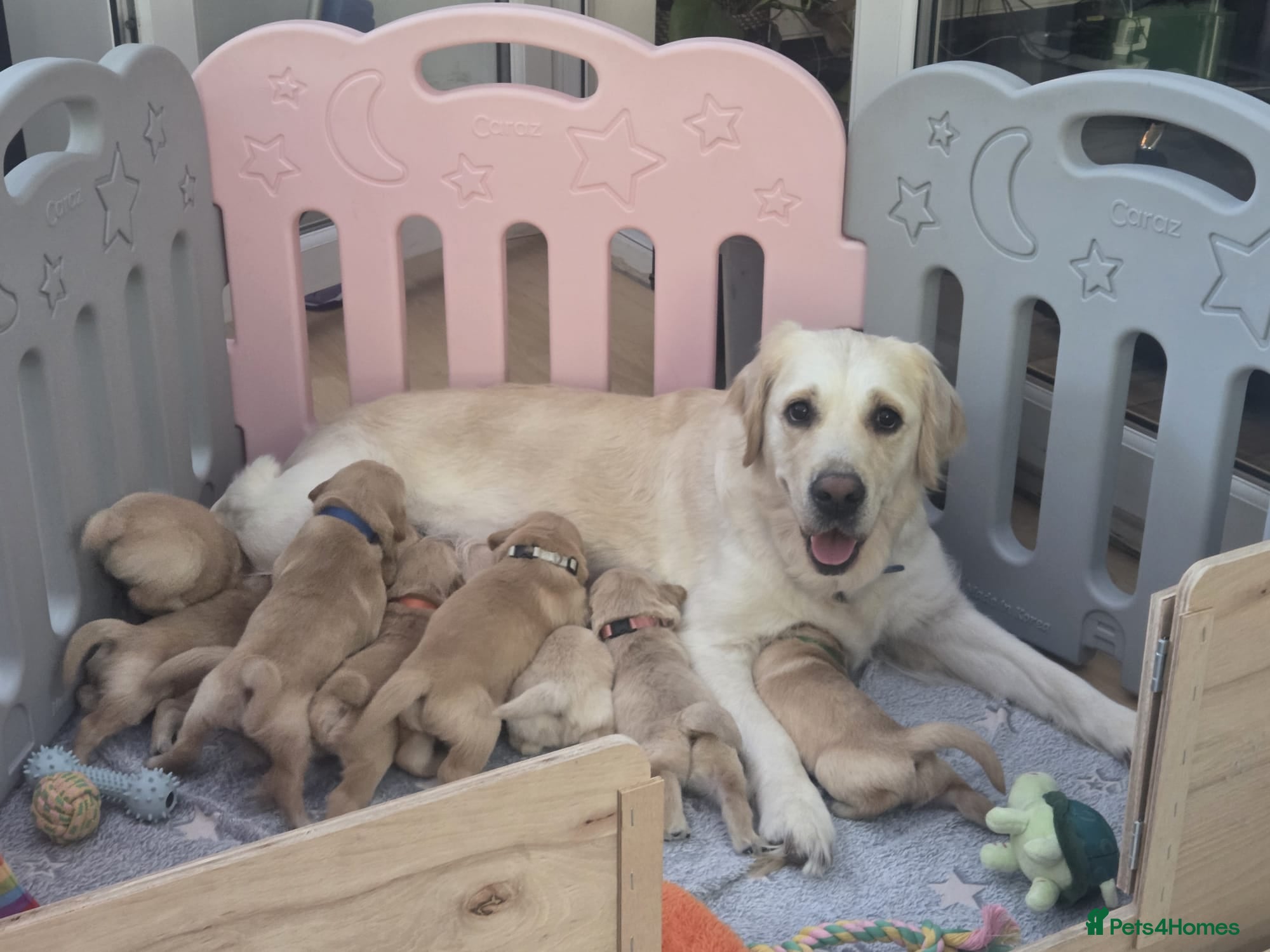 Golden Retriever dogs KC Pedigree Golden Retriever Puppies - Advert 2