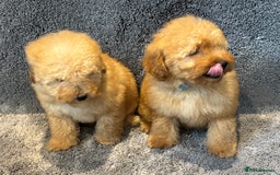 Toy Poodle dogs for sale: 2 beautiful toy poodle girls READY SOON  - Advert 4
