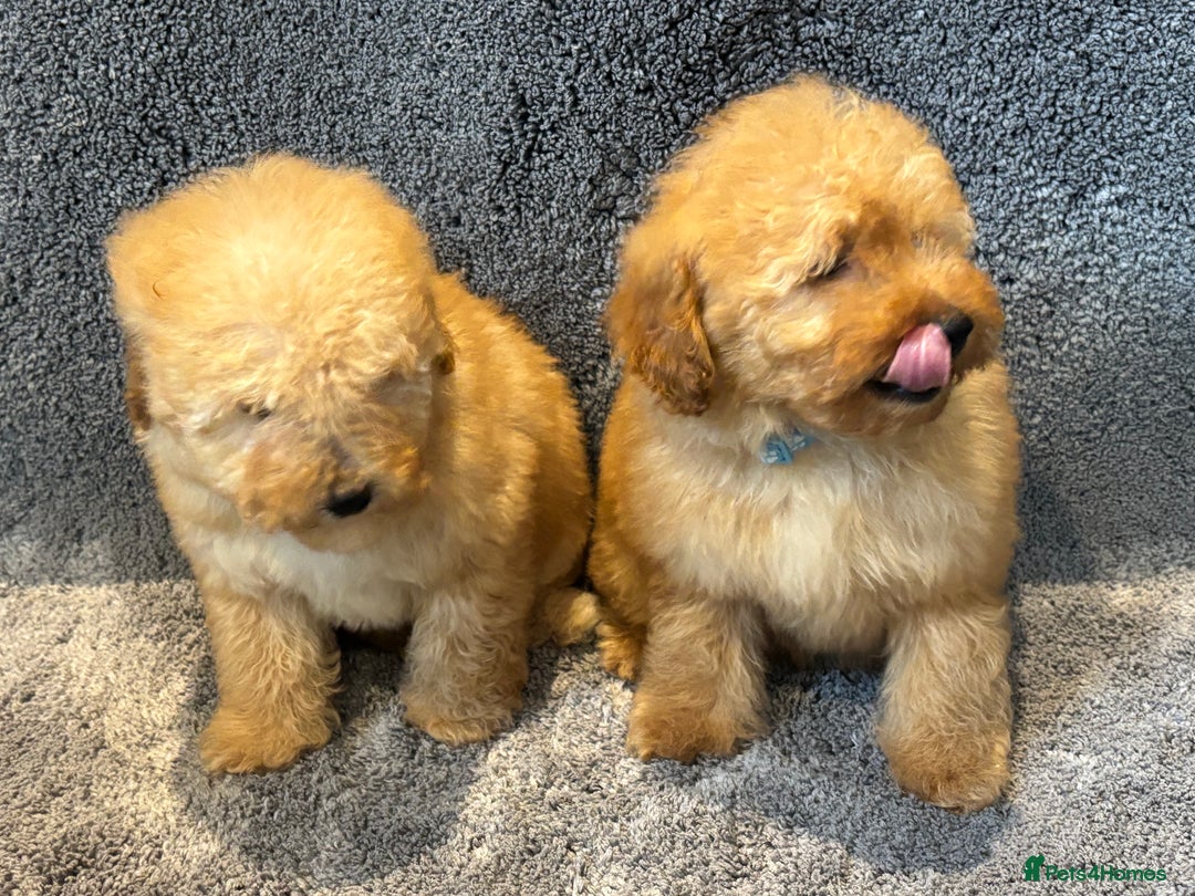Toy Poodle dogs for sale: 2 beautiful toy poodle girls READY SOON  - Advert 4