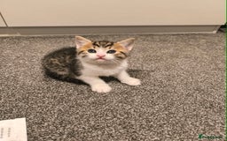 Scottish Fold cats for sale: Looking for my first home - Image 8