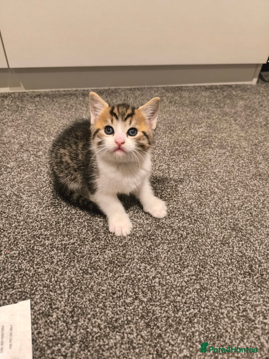 Scottish Fold cats for sale: Looking for my first home - Image 8