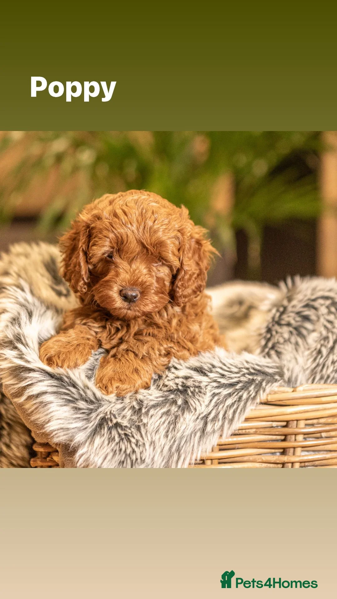 Toy Poodle dogs for stud: *KC Reg'd Toy Poodle Stud Dog*DNA Tested Clear* in Leyland - Advert 10