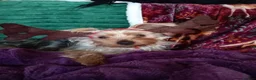 Yorkshire Terrier dogs for stud: Sparky - Advert 11