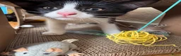 Mixed Breed cats for sale: 😻ONLY ONE BEAUTIFUL GIRL KITTEN LEFT!😻 - Advert 3