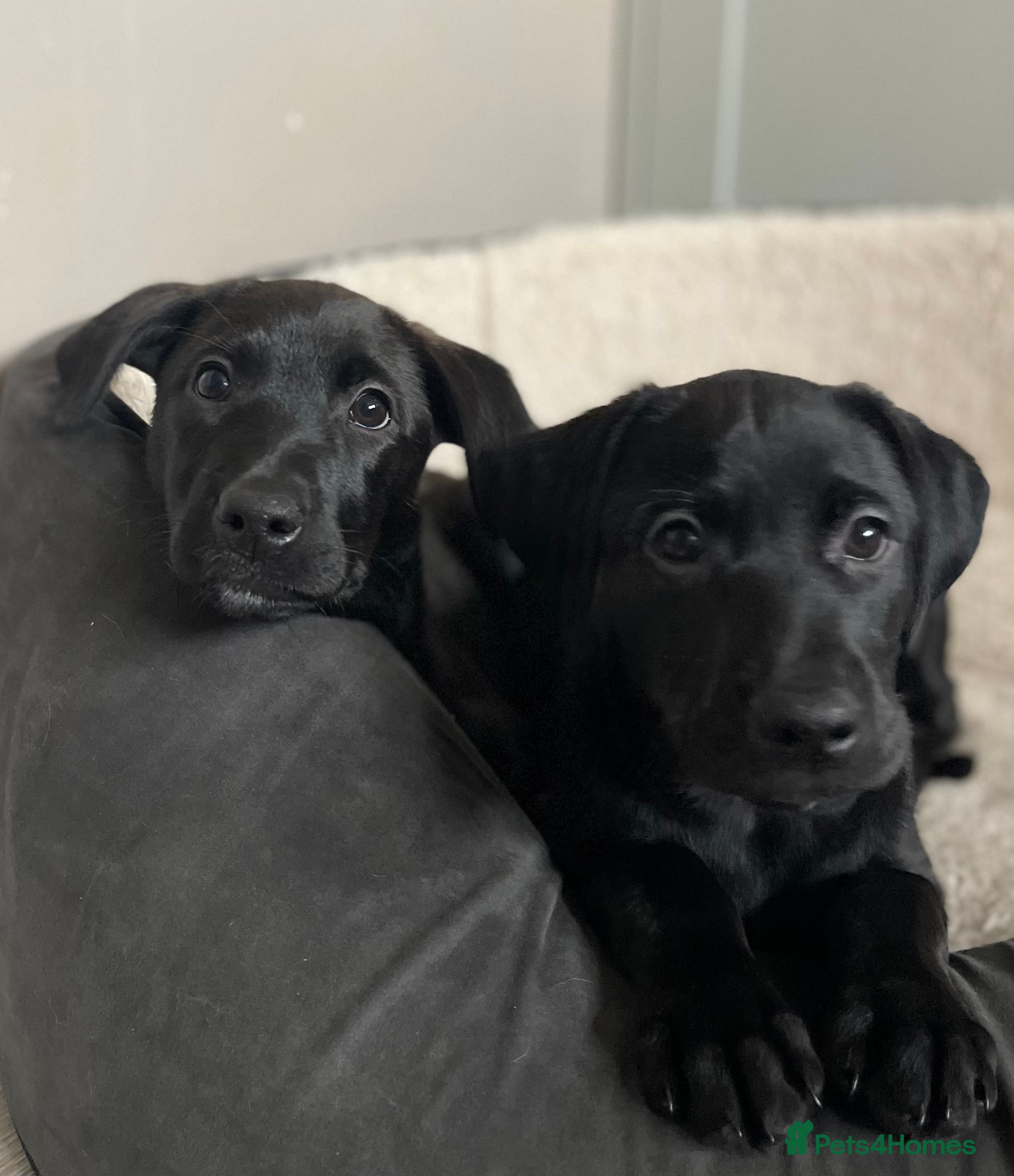 Mixed Breed dogs Labrador Retriever / Podenco puppies  - Advert 2