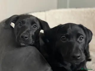 Mixed Breed dogs Labrador Retriever / Podenco puppies - Advert 2