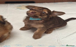 Shih Tzu dogs for sale: Shih tzu cross Yorkshire terrier - Image 6